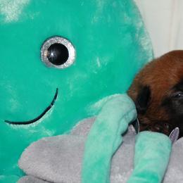 Belgian Malinois Puppies from Pyrex Kennels