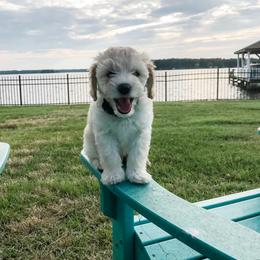 Goldendoodle Puppies from Coal Country Doodles