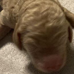 Girl 1 - Poodle puppy in Sherman, Texas from Ruth’s Poodles