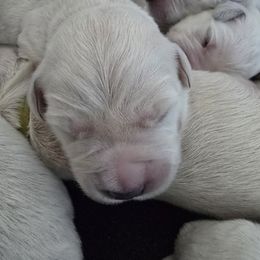 Nalas boy - Light golden male Golden Retriever puppy in Pendleton, Indiana from Heartland Creams Golden Retrievers
