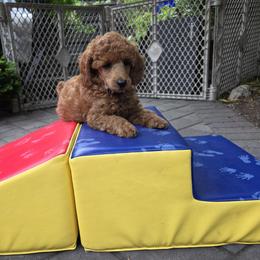 Charlotte - Red  female Poodle puppy in Fort Salonga, New York from Blues Performance Poodles