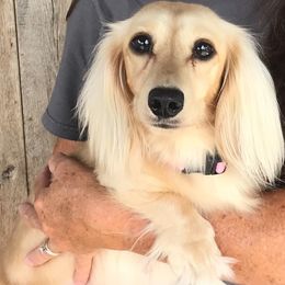 Missippi - Dachshund