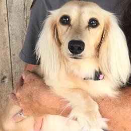 Missippi - Dachshund