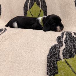 Victor - Black and white male Basset Hound puppy in Lubbock, Texas from Hound House
