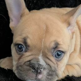 French Bulldogs from Michelle's French Bulldogs