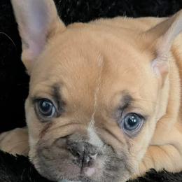 French Bulldogs from Michelle's French Bulldogs