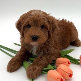 Georgia - Red female Australian Labradoodle puppy in Denton, Texas from Dignity Labradoodles