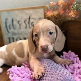 Lucy - Piebald female Dachshund puppy in Tribbey, Oklahoma from Skyview Doxie Ranch