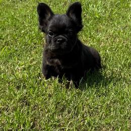 Hope - Black female French Bulldog puppy in Tulsa, Oklahoma from EvergreenEliteKennel