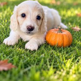 Clyde 3830.00 AKC - Cream male Dachshund puppy in Saginaw, Texas from Saginaw Dachshunds