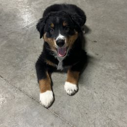 Australian Shepherd Puppies from CV Aussies