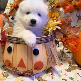 Boy 3 - White male Samoyed puppy in Glasgow, Kentucky from Bluegrass Samoyeds