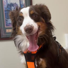 Buster - Miniature Australian Shepherd