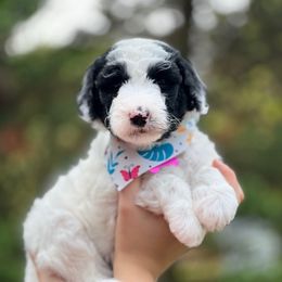 Snowball - Cream female Whoodle puppy in Knoxville, Tennessee from Fleury Farm Doodles TN
