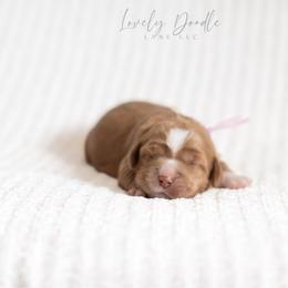 Lavender Collar Girl - Caramel red female Australian Labradoodle puppy in Thousand Oaks, California from Lovely Doodle Lane