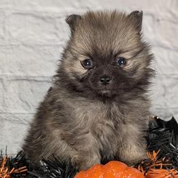 Tina - Orange sable female Pomeranian puppy in Utah from Pop Off Poms & Chis
