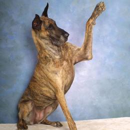 Great Danes from Danemark Danes
