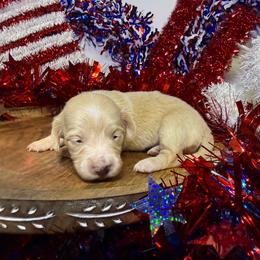 MWF3 cream or red - Cream female Dachshund puppy in Carthage, Texas from Rafter C Ranch Doxies