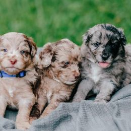 Aussiedoodles, Bernedoodles, and Goldendoodles from Doodles & Danes