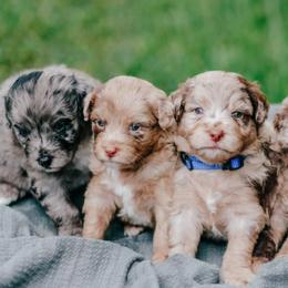 Aussiedoodles, Bernedoodles, and Goldendoodles from Doodles & Danes