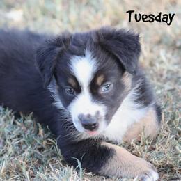 Tuesday - Black tri male Miniature Australian Shepherd puppy in Garden Plain, Kansas from Krazy K Aussies