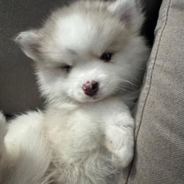 Lady - Merle female Pomsky puppy in West Sacramento, California from Pinkie's Pomskies