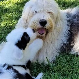 Old English Sheepdog Puppies from Wild-n-Woolly Old English Sheepdogs