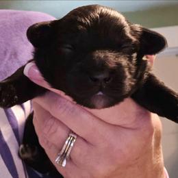 Eiden - Black phantom male Aussiedoodle puppy in Windom, Texas from Wild Farm Puppies