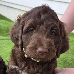 Bernedoodle Puppies from Doting Doodles