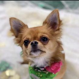 Chihuahua Puppies from Cloud9 Chihuahuas