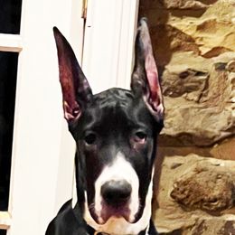 Great Danes from Gresko Danes