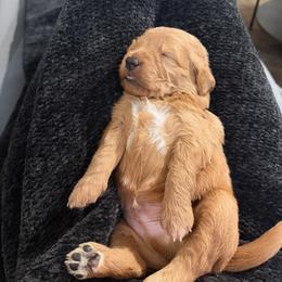 Goldendoodle Puppies from Silver Barn Doodles