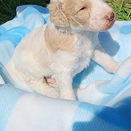 Poodle Puppies from C&K's Poodle Patch