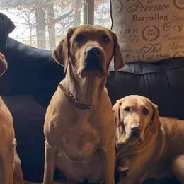 Labrador Retrievers from Glory Bound Retrievers