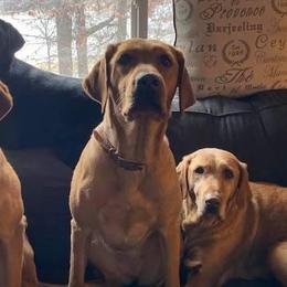 Labrador Retrievers from Glory Bound Retrievers