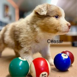 CEASAR - Red merle male Australian Shepherd puppy in Sheridan, Arkansas from Runnin’ Wild Ranch Aussies