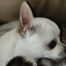 Chihuahua puppies from Western Kentucky Chihuahua’s and Chinese Crested’s