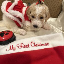 Daisy - Parti female Poodle puppy in Mobile, Alabama from Semmy’s Standard Poodle LLC