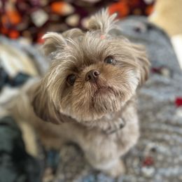 Roxy - Shih Tzu