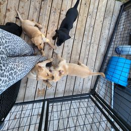 Labrador Retriever Puppies from Melissa's Labradors