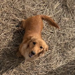 Ginny - Dachshund