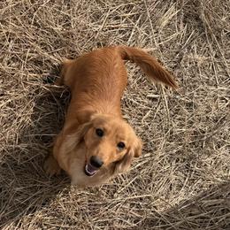 Ginny - Dachshund