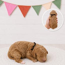 Liberty - Cream female Goldendoodle puppy in Jerome, Michigan from Haaspawz
