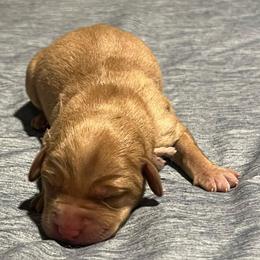 Light pink - Yellow female Labrador Retriever puppy in Monticello, Georgia from Hollow Meadows Retrievers