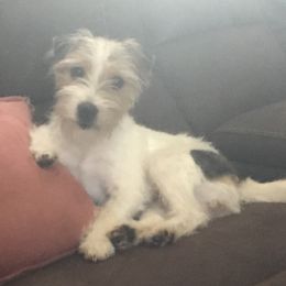 Khippie  - Jack Russell Terrier