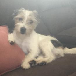 Khippie  - Jack Russell Terrier