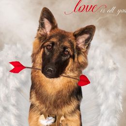 German Shepherds from Alamo City Shepherds