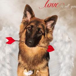 German Shepherds from Alamo City Shepherds