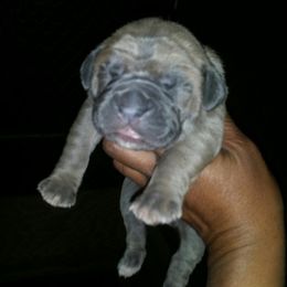 Cane Corso Puppies from Forza Cane Corso