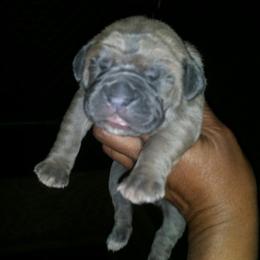 Cane Corso Puppies from Forza Cane Corso